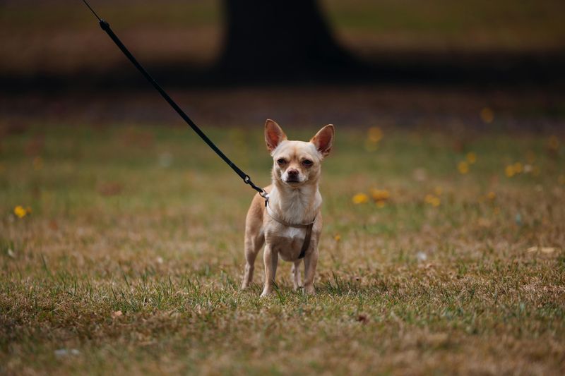 The world’s 15 tiniest dog breeds 2 Chihuahua