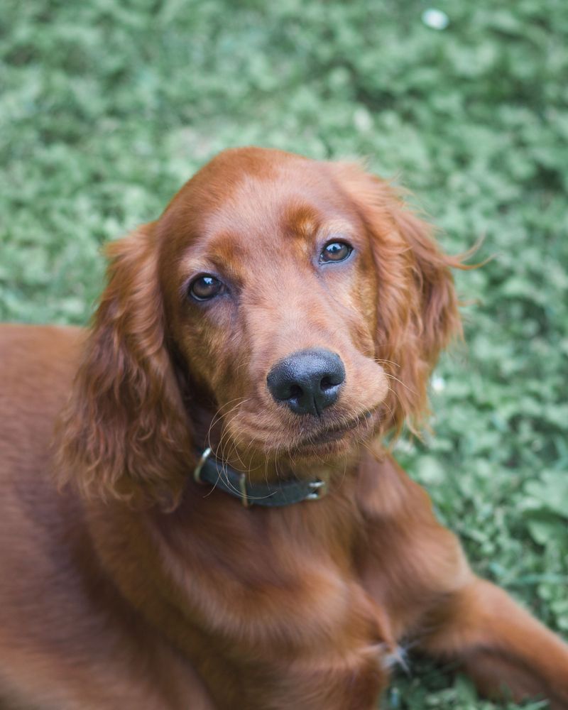 The next dog everyone suddenly wants may already be hiding in plain sight 10 Irish Setter