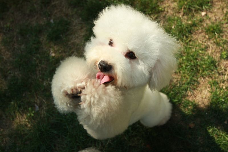 Most owners miss these 11 powerful signs of canine love 7 Greeting you enthusiastically