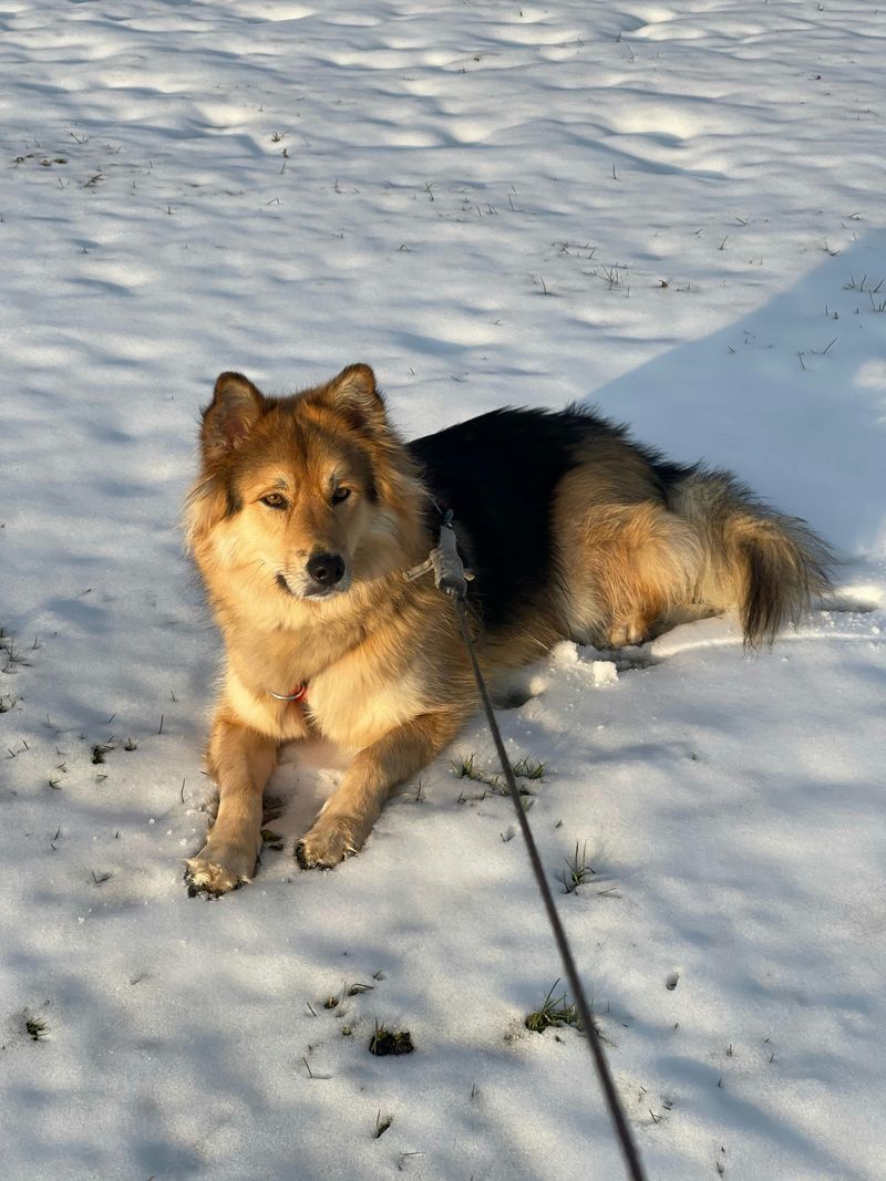 Icelandic Sheepdog