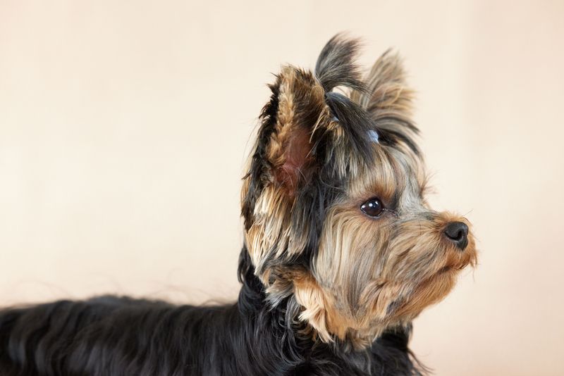 Choosing the right diet matters even more for these sensitive dog breeds 9 Yorkshire Terrier