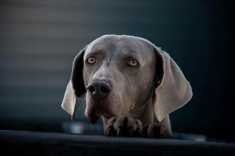 Weimaraner