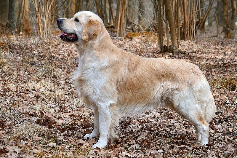 Your mood changes before you say a word - These observant dog breeds may already be paying attention 2 Golden Retriever