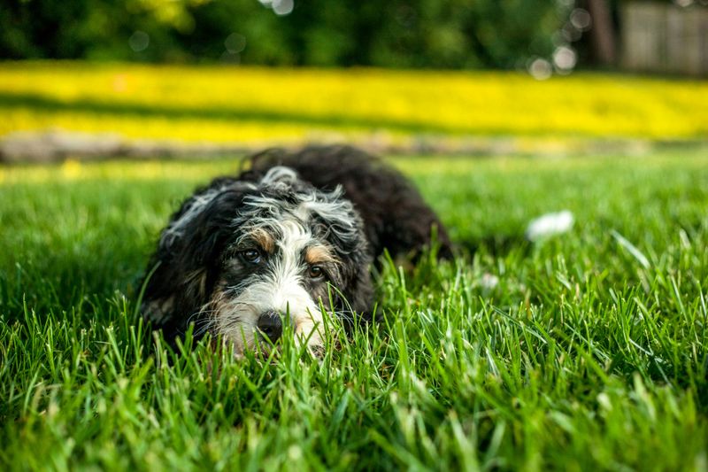 Sheepadoodle