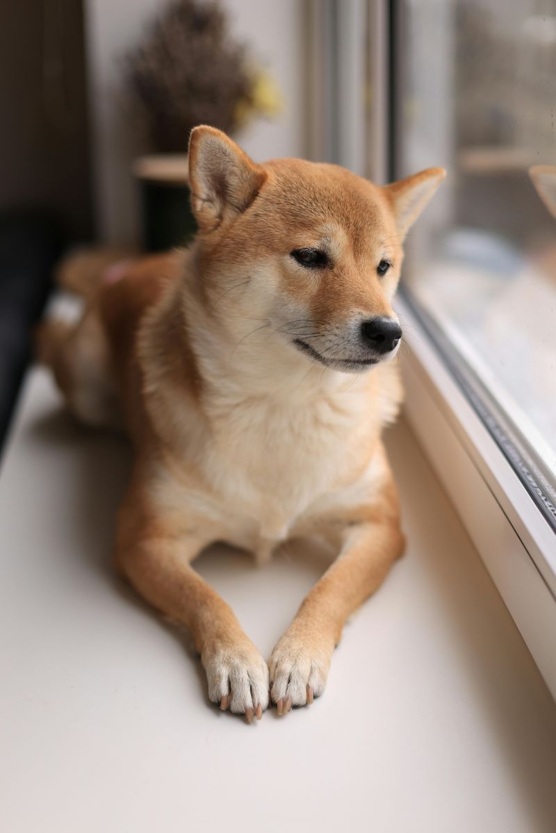 11 independent dog breeds that don’t struggle as much with separation 2 Shiba Inu