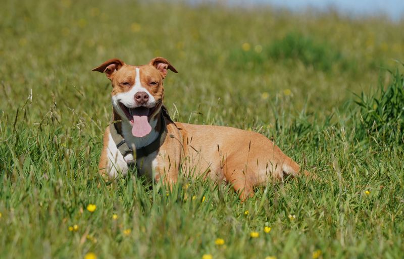 Some of the best dogs are still waiting behind shelter doors - and these 11 prove it 2 American Pit Bull Terrier