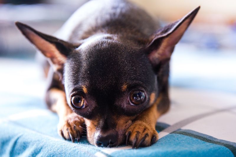 10 small dog breeds that quietly pick their person - plus 3 that refuse to choose sides 2 Chihuahua - tiny shadow, big heart