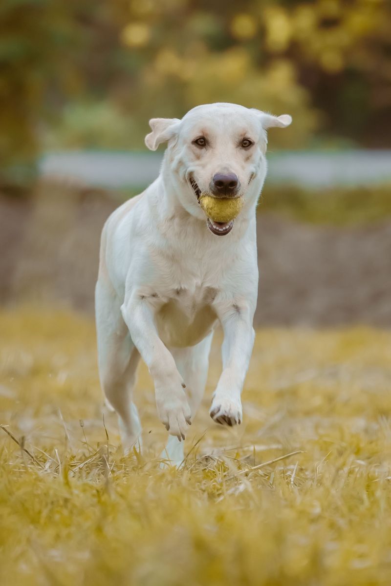 11 gentle dog breeds worth considering when temperament is your top priority 6 Labrador Retriever