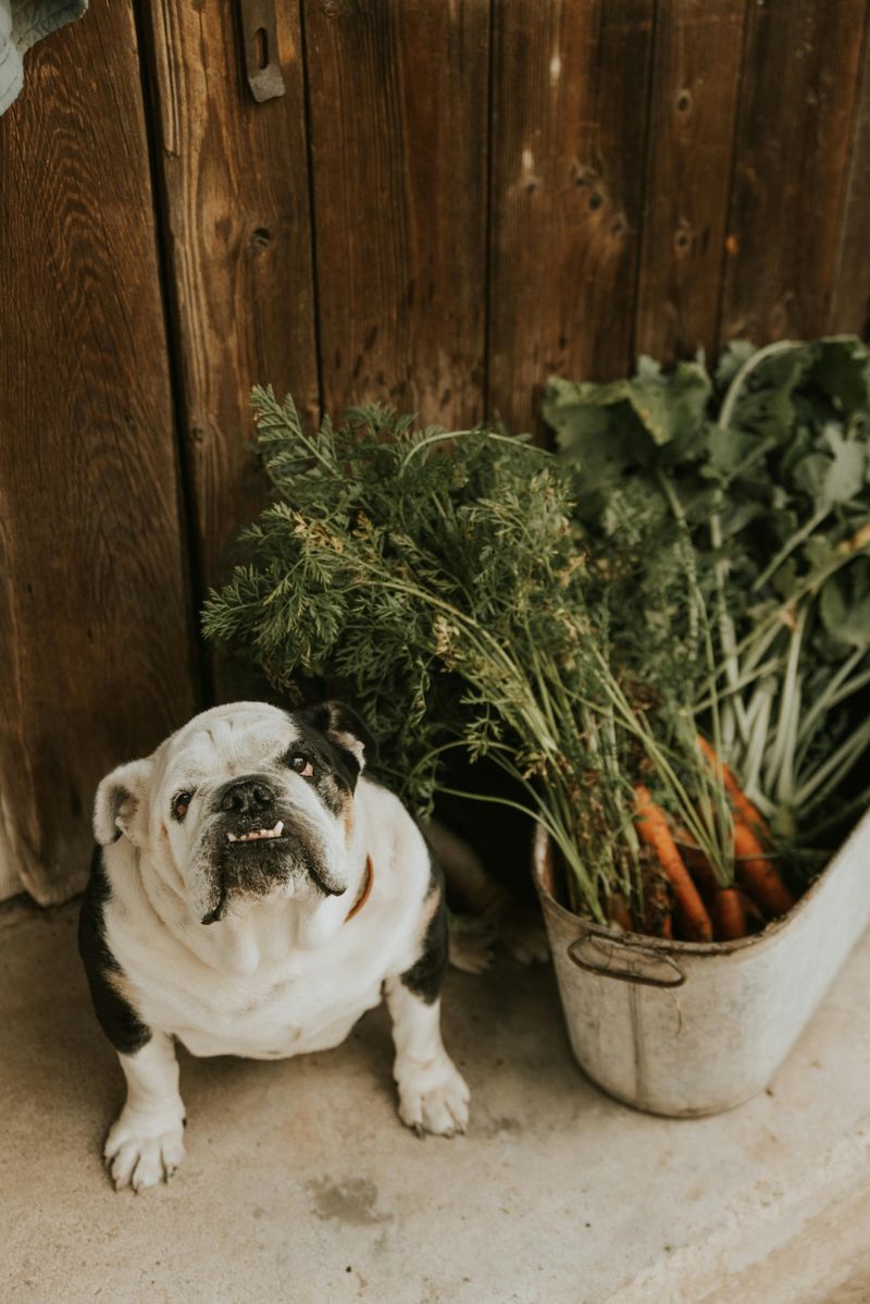 Bulldog