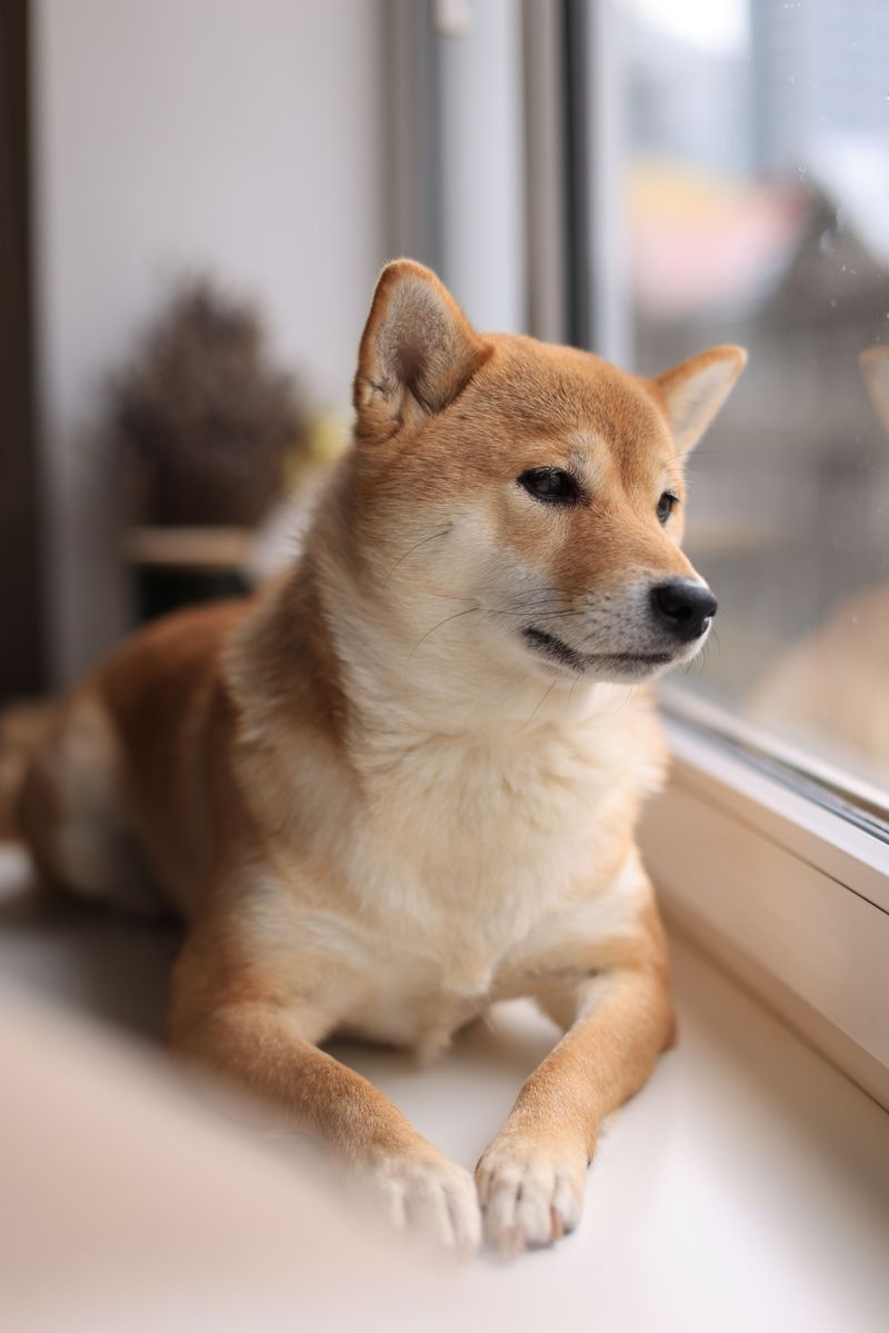11 sensitive dogs that flourish with encouragement - plus 2 breeds with thicker emotional skin 13 Shiba Inu: Independence instead of constant approval
