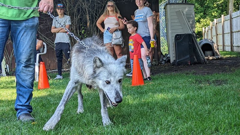 The Howl Heard Across the Ranch