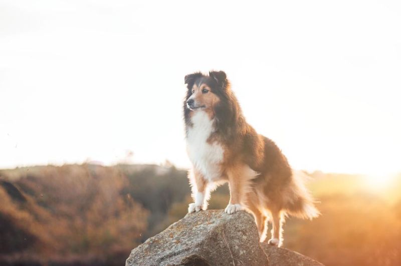 These 10 clues help explain whether your dog's behavior is loyalty or stress 6 Confidence indicates loyalty