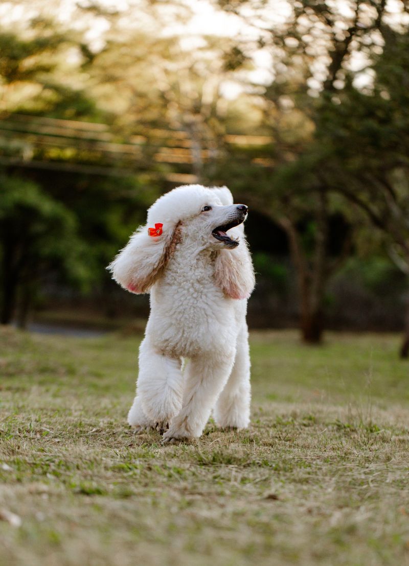 Poodle