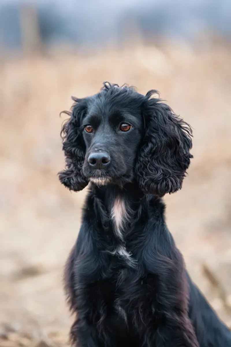Cocker Spaniel