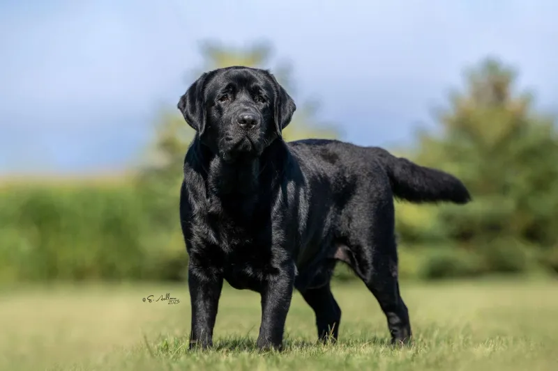 Males may roam more