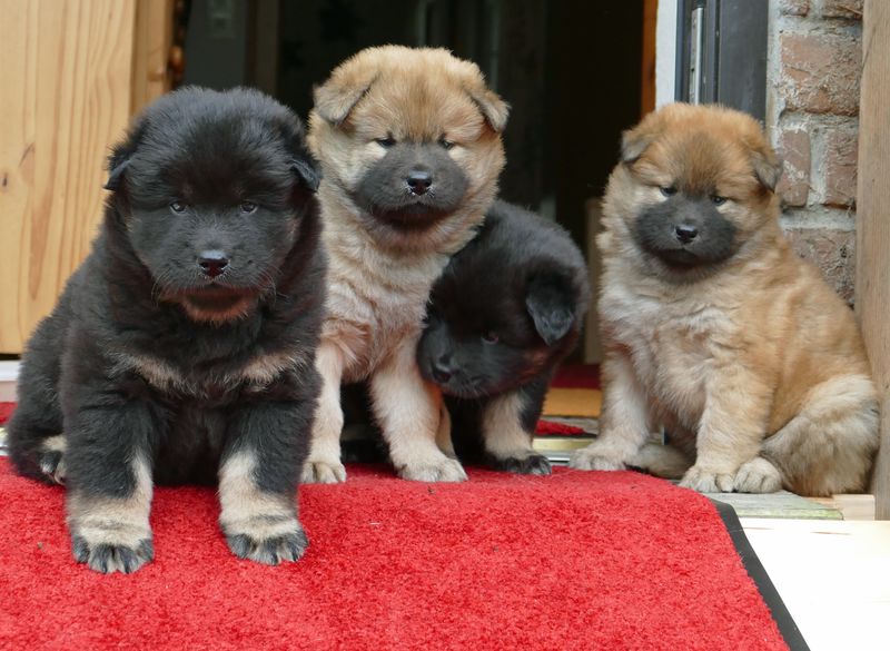 Chow Chow