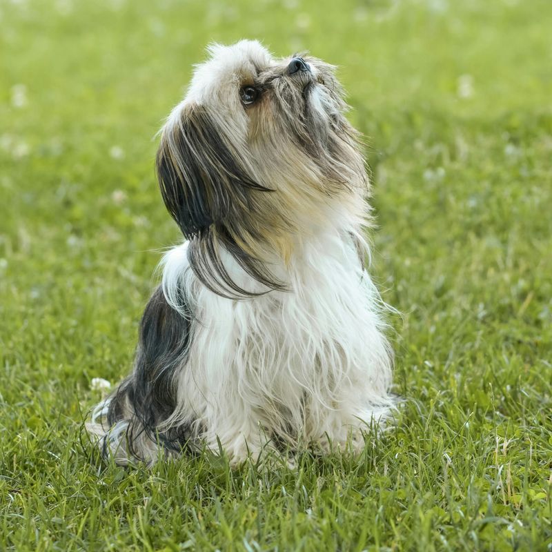 Shih Tzu