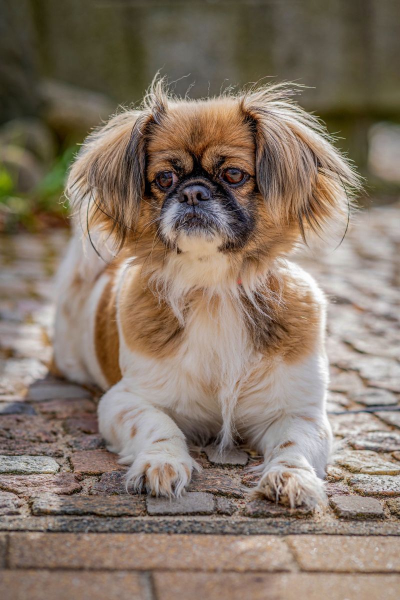 Warm weather isn't equally safe for every dog - and these breeds prove why 12 Pekingese