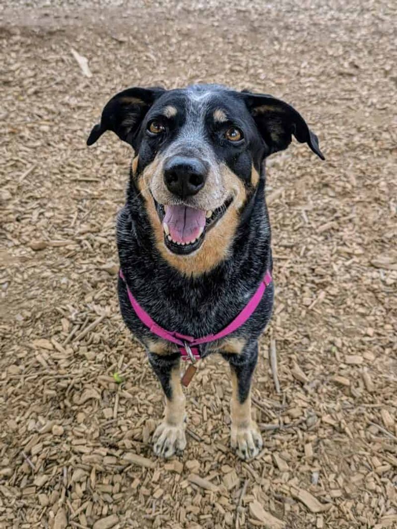10 small acts that can make a huge difference for shelter dogs 4 Share adoption posts online