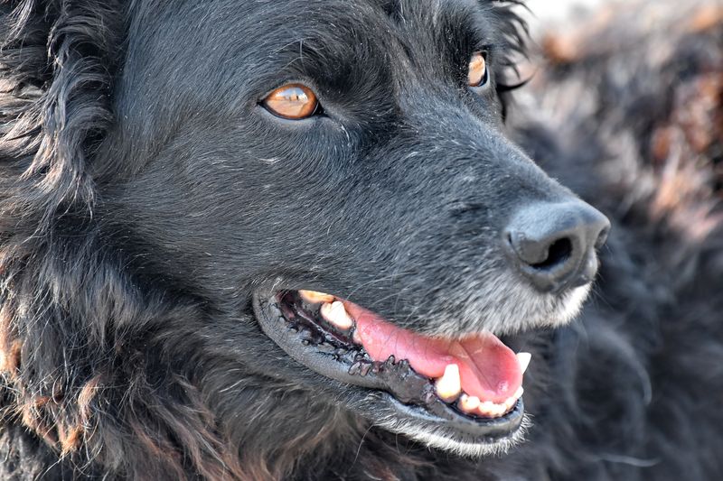 Veterans Say These Dogs Handle Change Better Than Most - 10 Resilient Breeds 8 Croatian Sheepdog