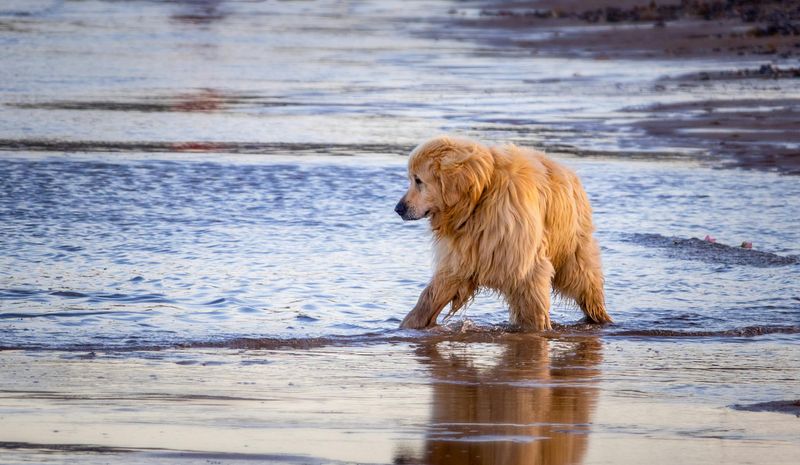 13 dogs that feel every emotion in the room - plus 3 that seem to ignore everything 2 Golden Retriever