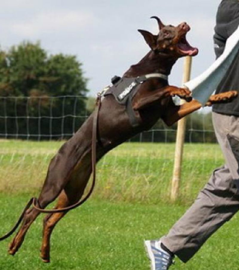 Doberman Pinscher
