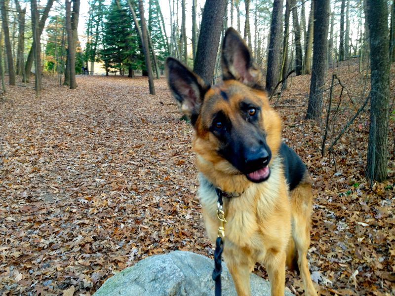 German Shepherd