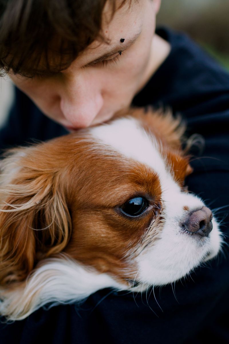 You wanted a dog - You may accidentally get a full-time shadow 8 Cavalier King Charles Spaniel - The Lap Loyalist