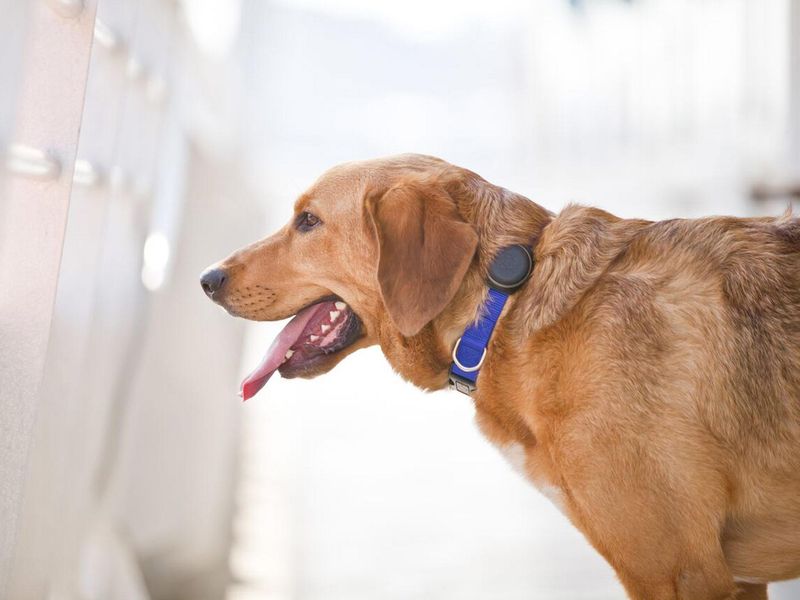 Pet Fitness Tracker