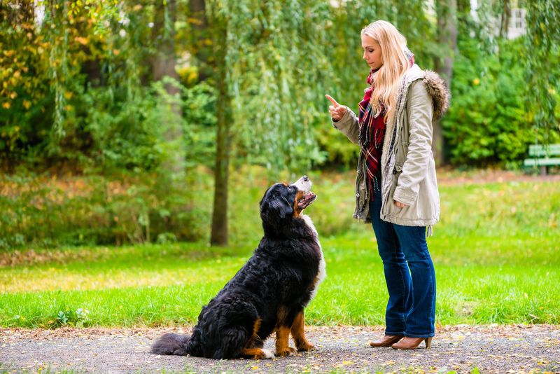 Stop doing these 10 things if you love your dog 6 Inconsistent training
