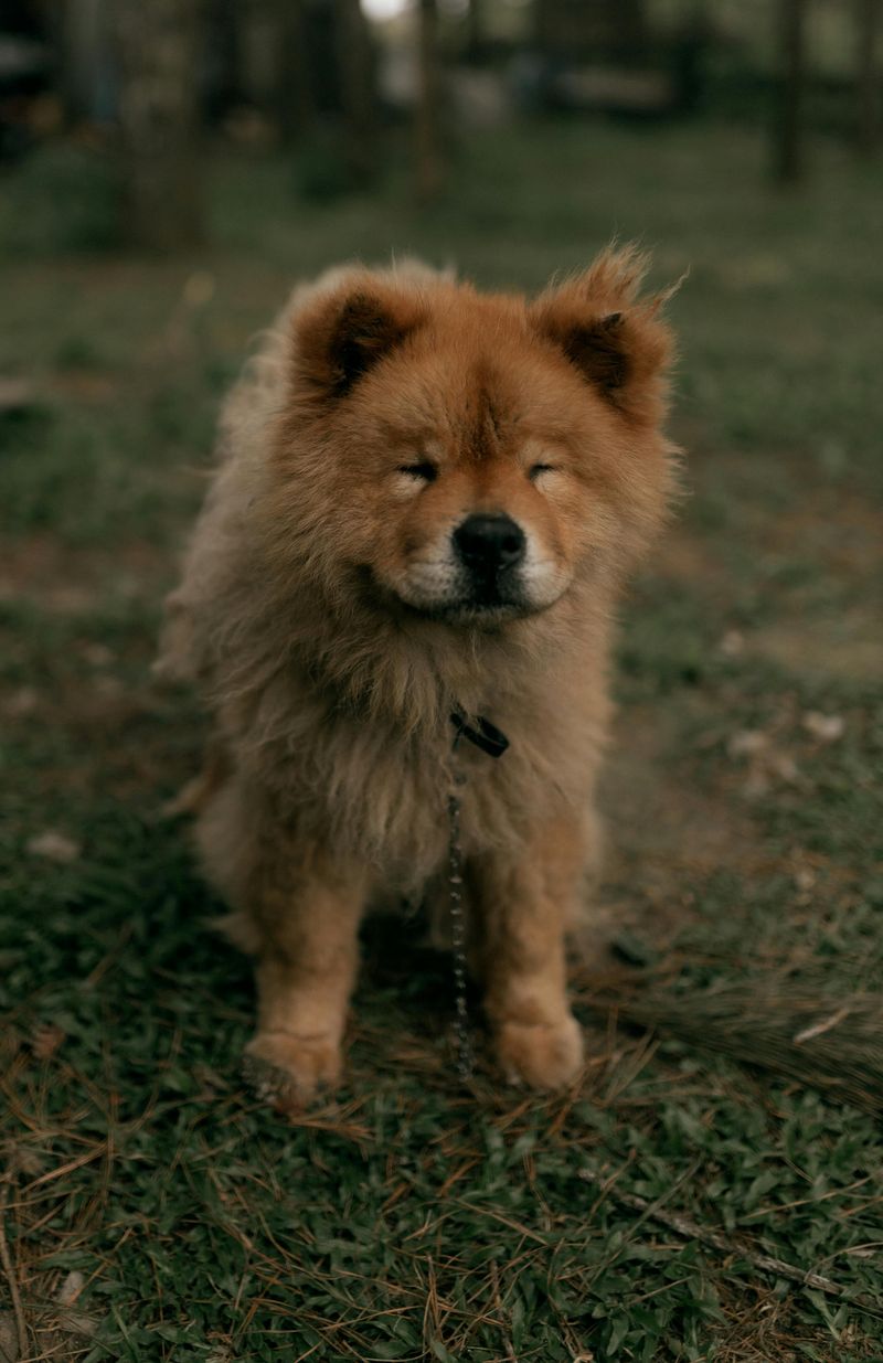 11 dog breeds many vets would never recommend for family life 3 Chow Chow