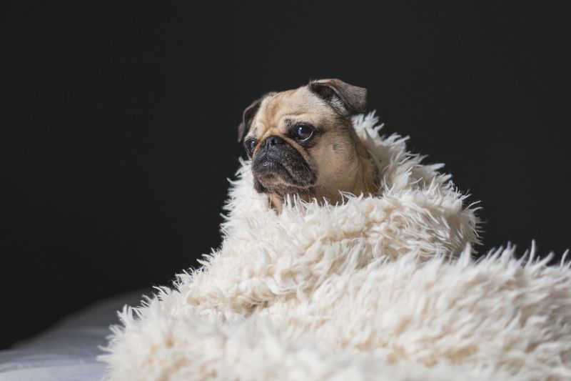 Pug
