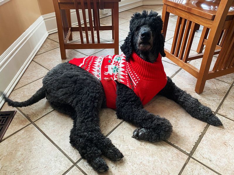 These 11 dog breeds don't fail their owners - owners often fail them first 10 Standard Poodle