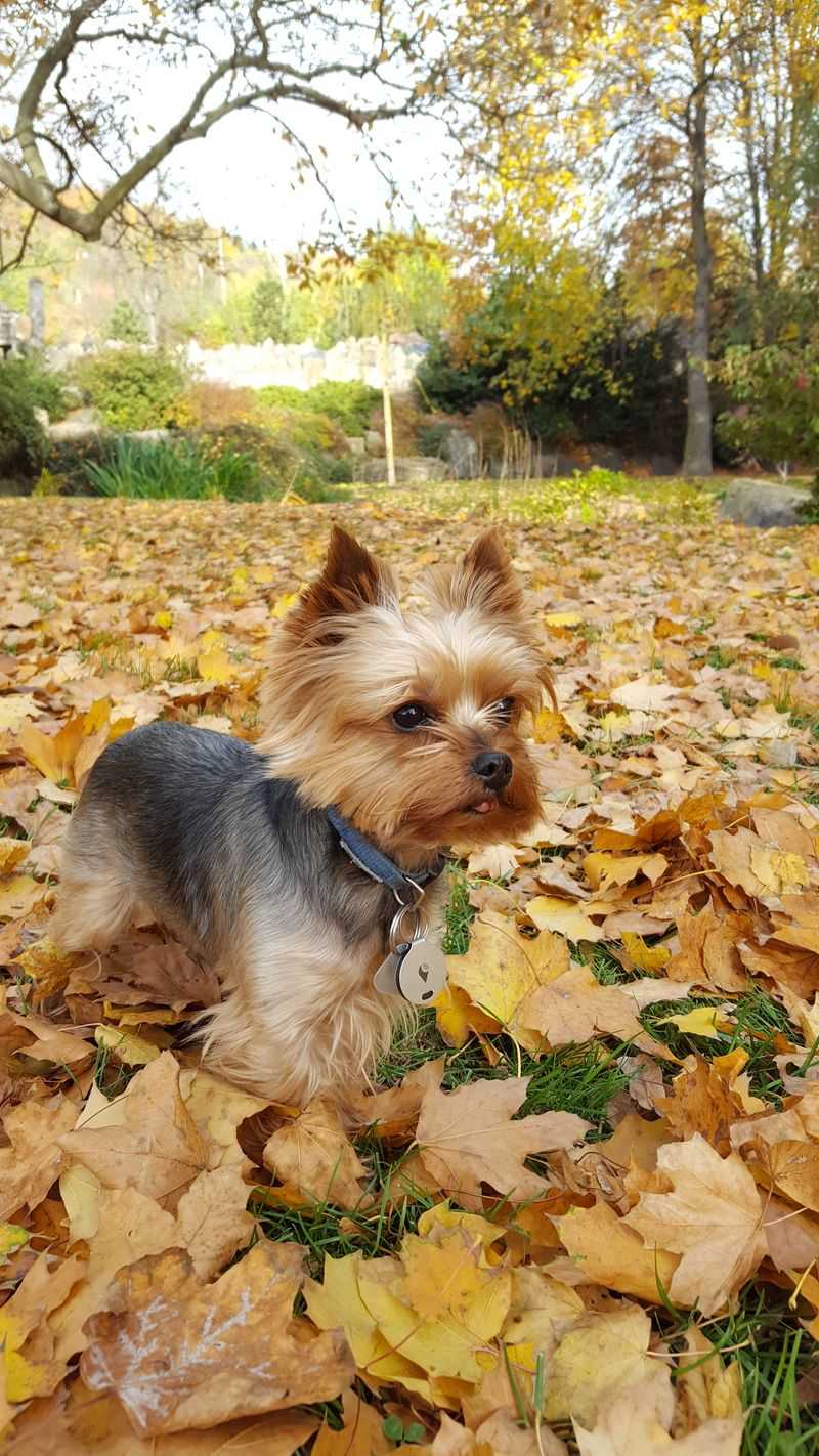 You want a low-maintenance breed