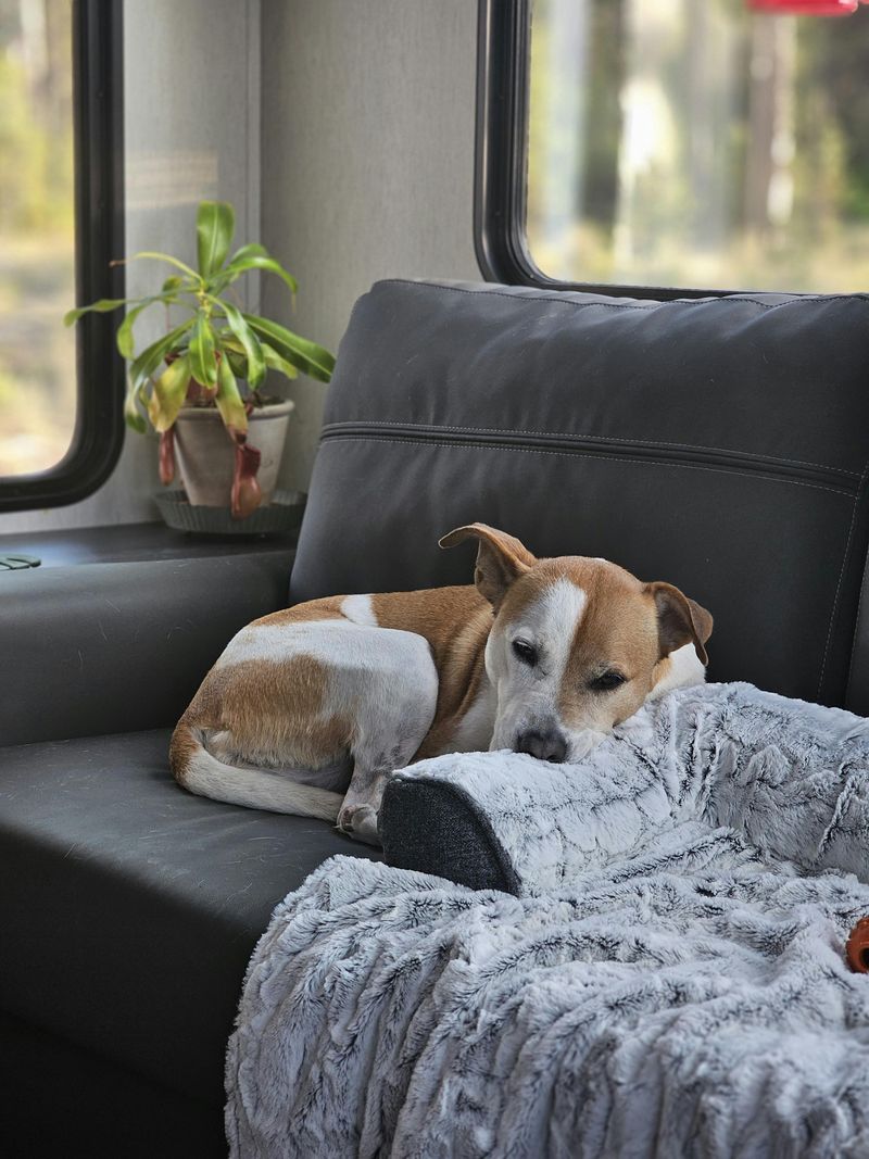 Limited interest in cuddling