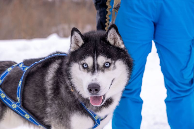 12 dog breeds that can lose their homes because owners expected a completely different dog 2 Siberian Husky