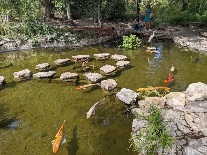 Koi, Turtles, and Other Pond Locals