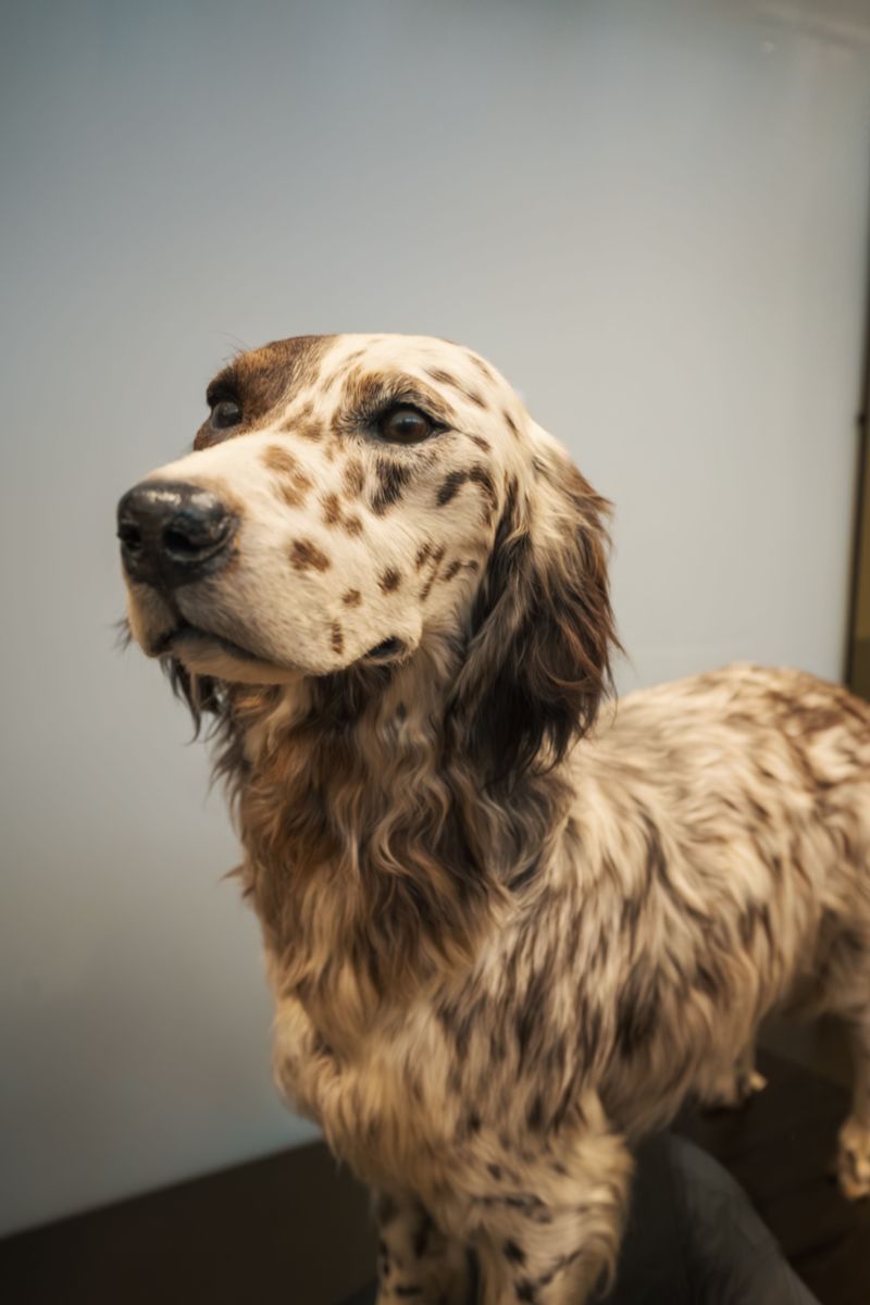 Living with these dog breeds feels different every year - because they keep developing in unexpected ways 11 English Setter