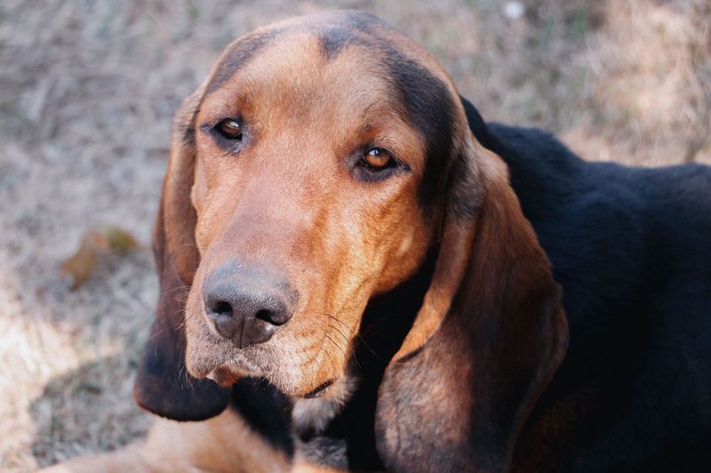 Bloodhound