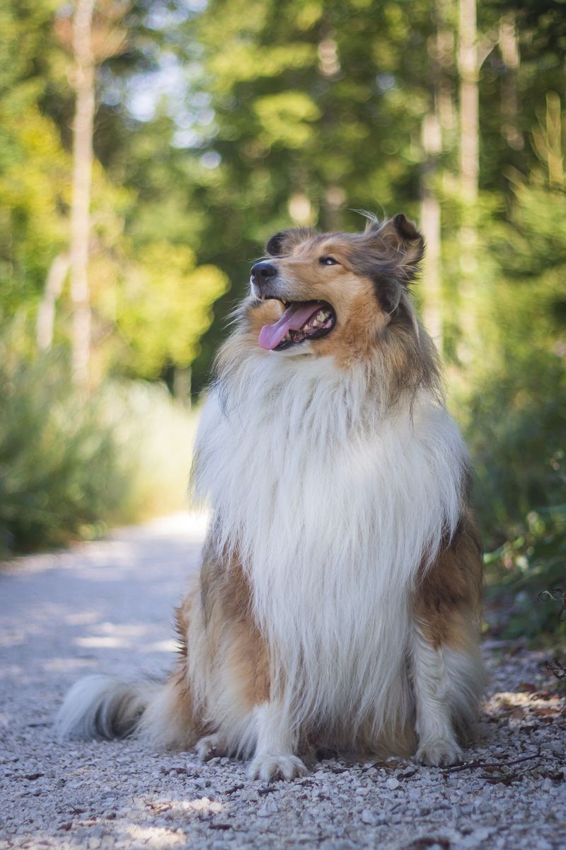 The real personality of these dog breeds only appears after they settle into a family 11 Rough Collie
