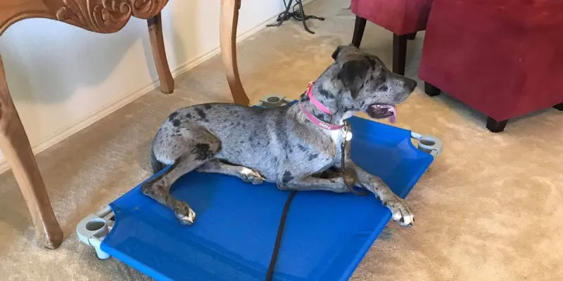 Gradually increase distractions