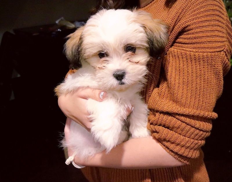 15 companion dog breeds perfect for indoor households and apartments 2 Havanese