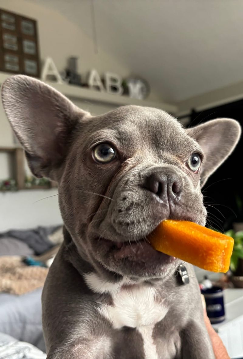 One person and the right dog can make a surprisingly complete household 2 French Bulldog