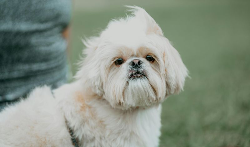 These 14 dogs offer the kind of comfort people never forget 15 Shih Tzu
