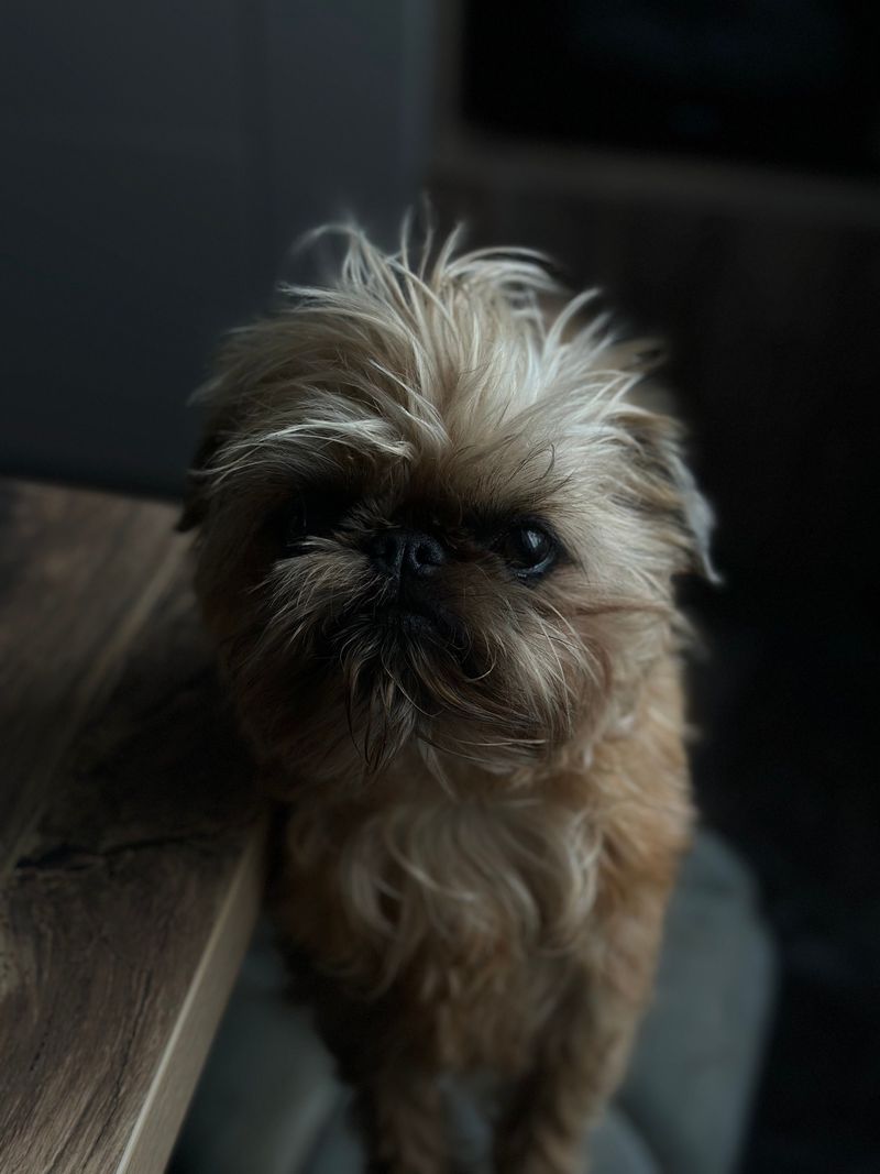 Cancel the entertainment - These dog breeds can turn an ordinary Tuesday into a comedy show 10 Brussels Griffon
