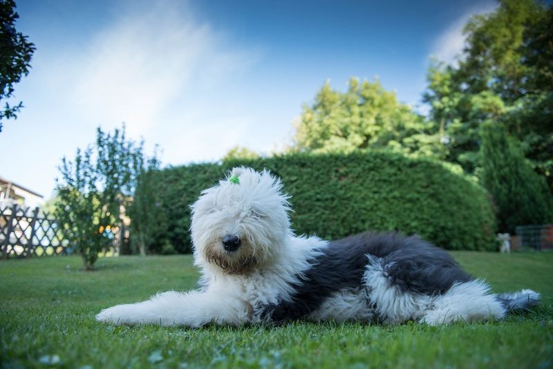 25 Dog Breeds Known for Their Relaxed Temperament and Love of Comfort 26 Old English Sheepdog