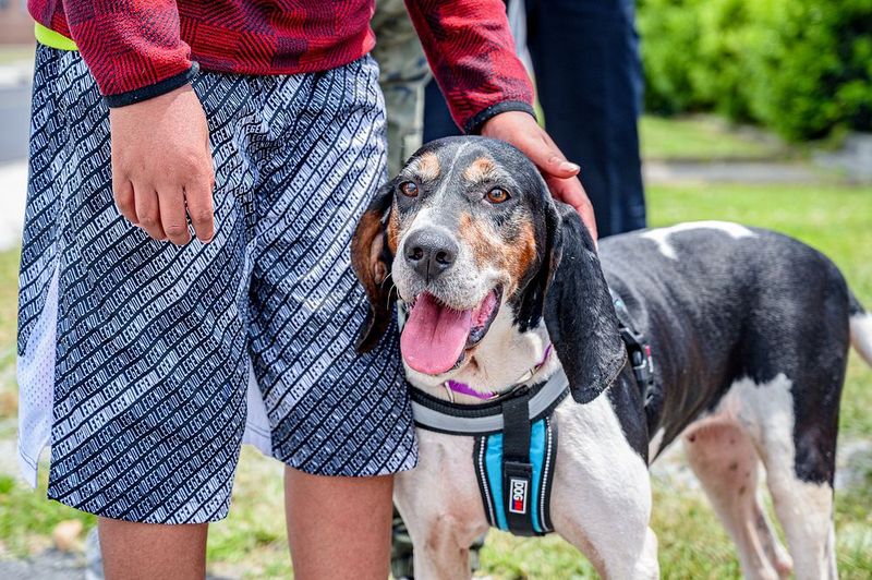 Treeing Walker Coonhound