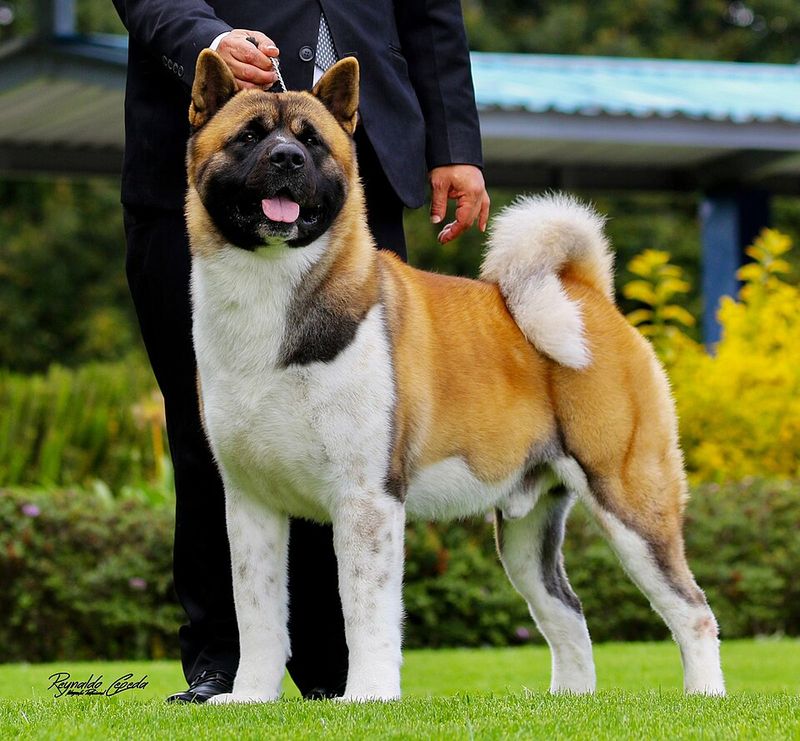 Before You Call It “Stubborn,” See 10 Dog Breeds That Are Actually Independent Thinkers 5 Akita