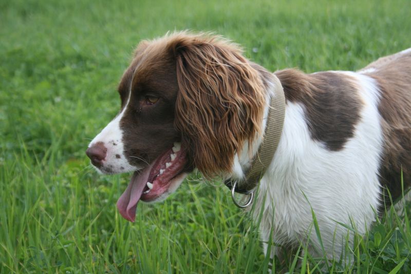 Spend years with one of these dogs and you may start wondering who copied whom 10 English Springer Spaniel - the cheerful tracker