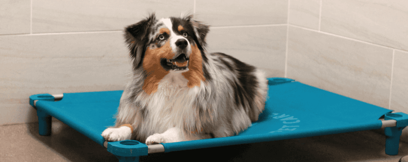 These 10 clues help explain whether your dog's behavior is loyalty or stress 2 Staying calm when you're away suggests loyalty